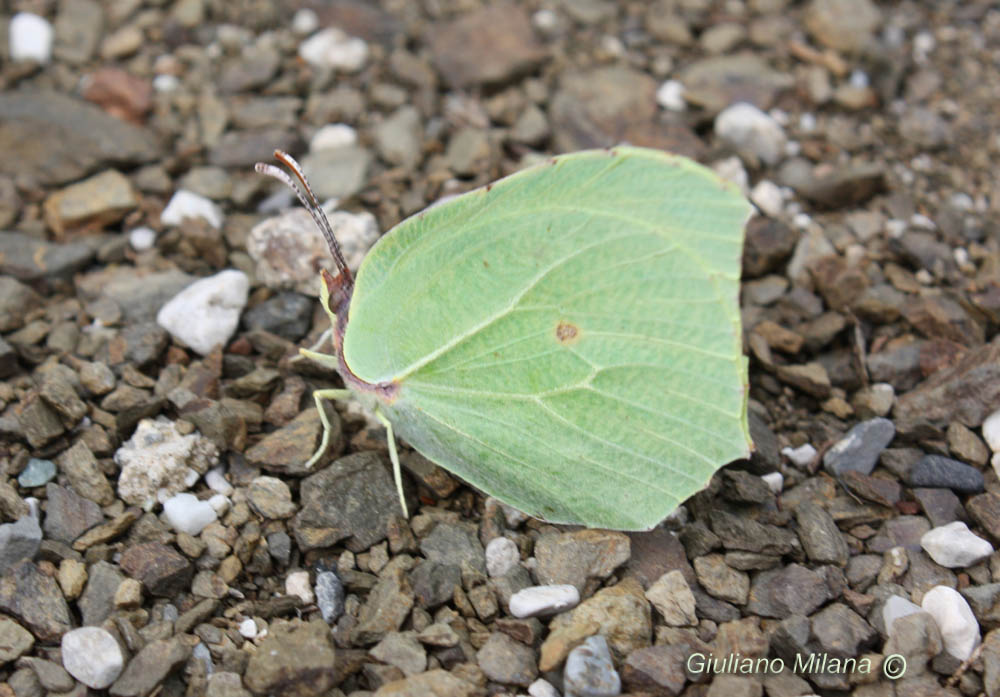 Gonepteryx  cleopatra